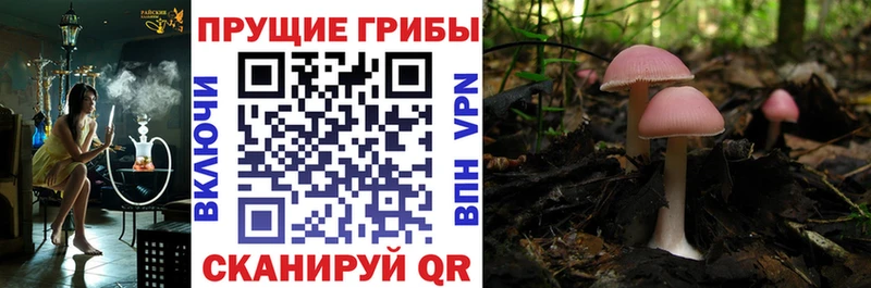 дарнет шоп Сарапул Галлюциногенные грибы прущие грибы